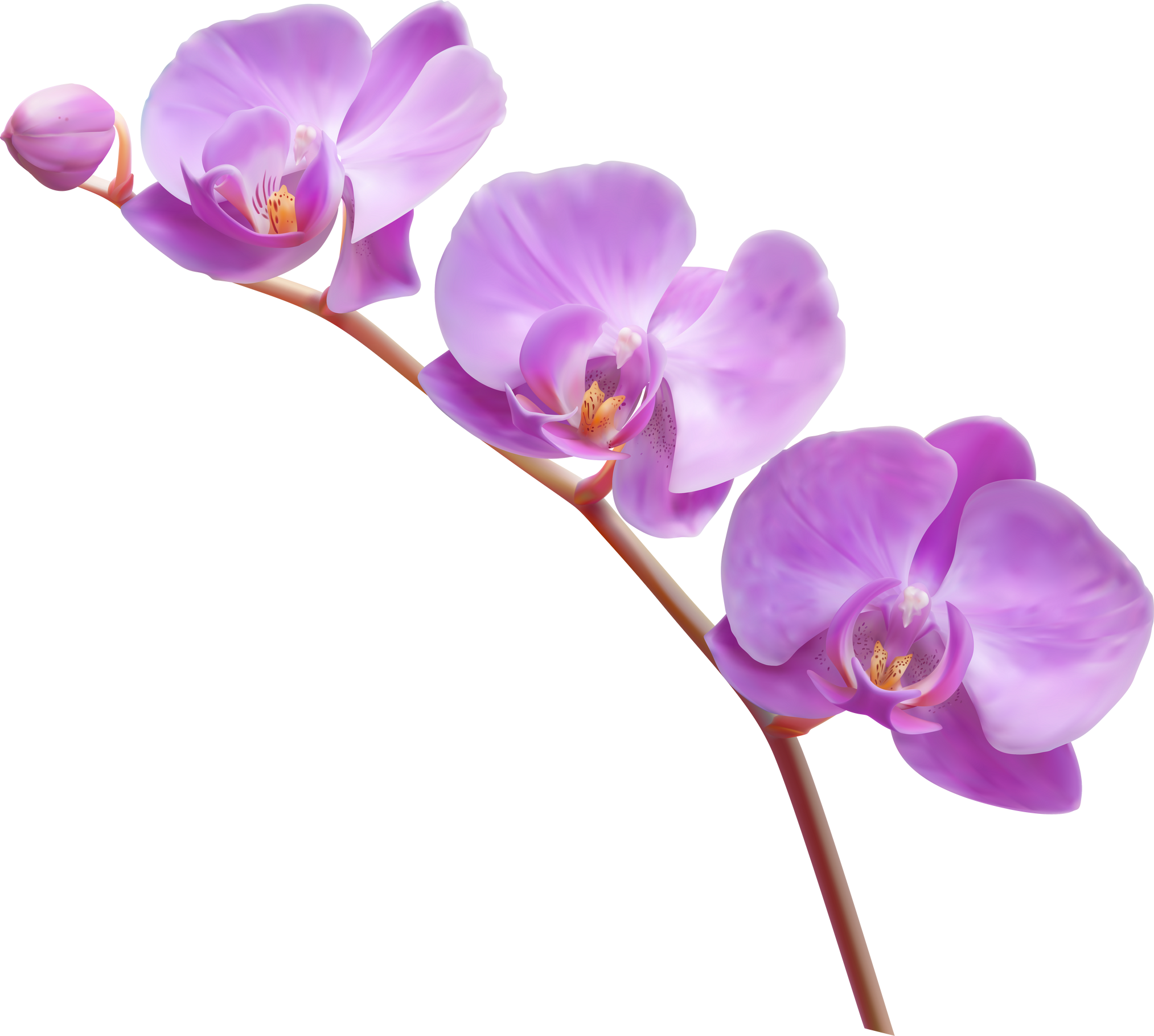 Orchid flower